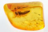 Detailed Fossil Leafhopper (Cicadellidae) Nymph In Baltic Amber #310989-1